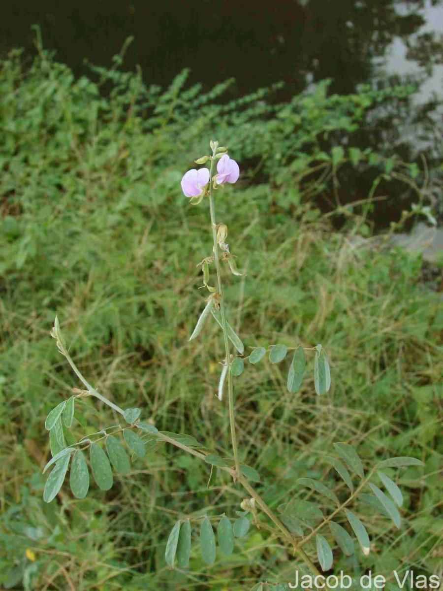 Tephrosia villosa (L.) Pers.